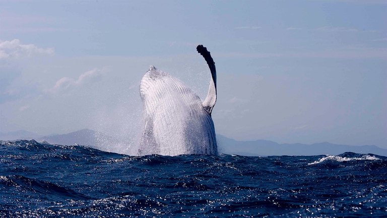 the frequency of love Huawei WWF Italia canto amore megattere