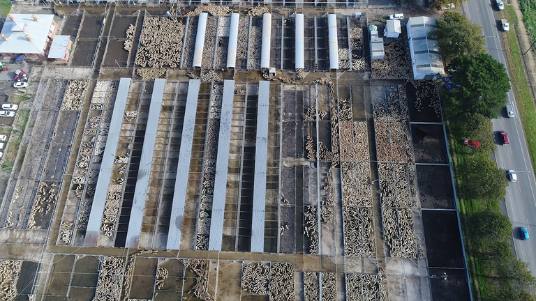 Allevamento intensivo di maiali ripreso dal cielo