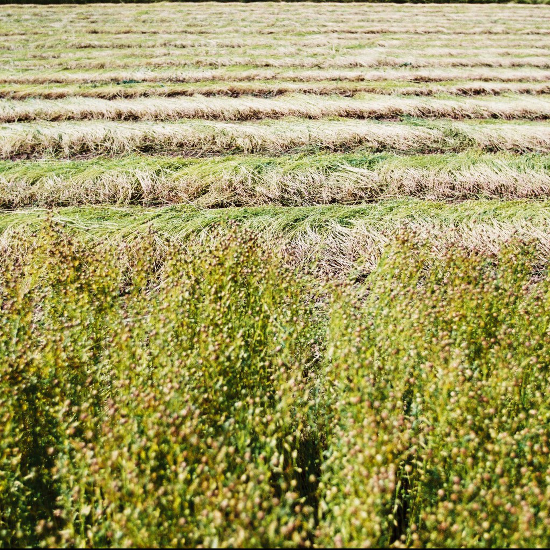 The wonders of linen