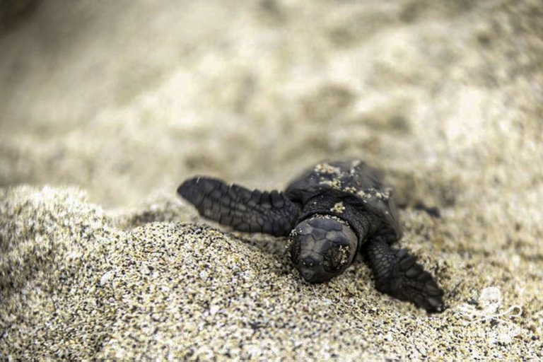 Per la prima volta sono nate delle tartarughe Caretta caretta sul litorale romano