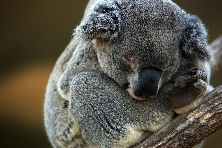 koala hugging a tree