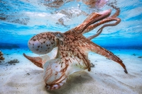 Un polpo danzante vince l’Underwater photographer of the year 2017