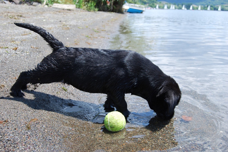 gioco pallina acqua nuoto cane