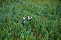 Malta ha legalizzato la cannabis per fini ricreativi