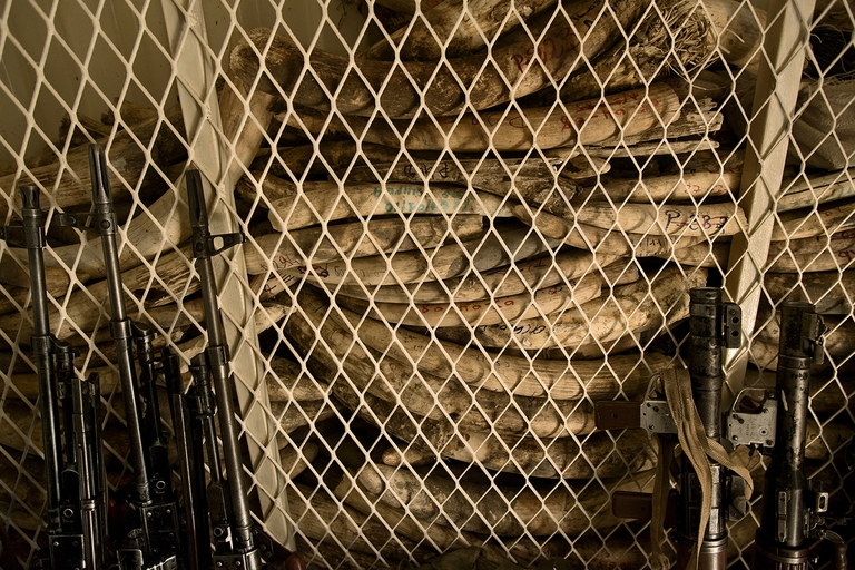 bracconaggio elefanti - Armi e avorio confiscati nel parco nazionale di Zakouma 