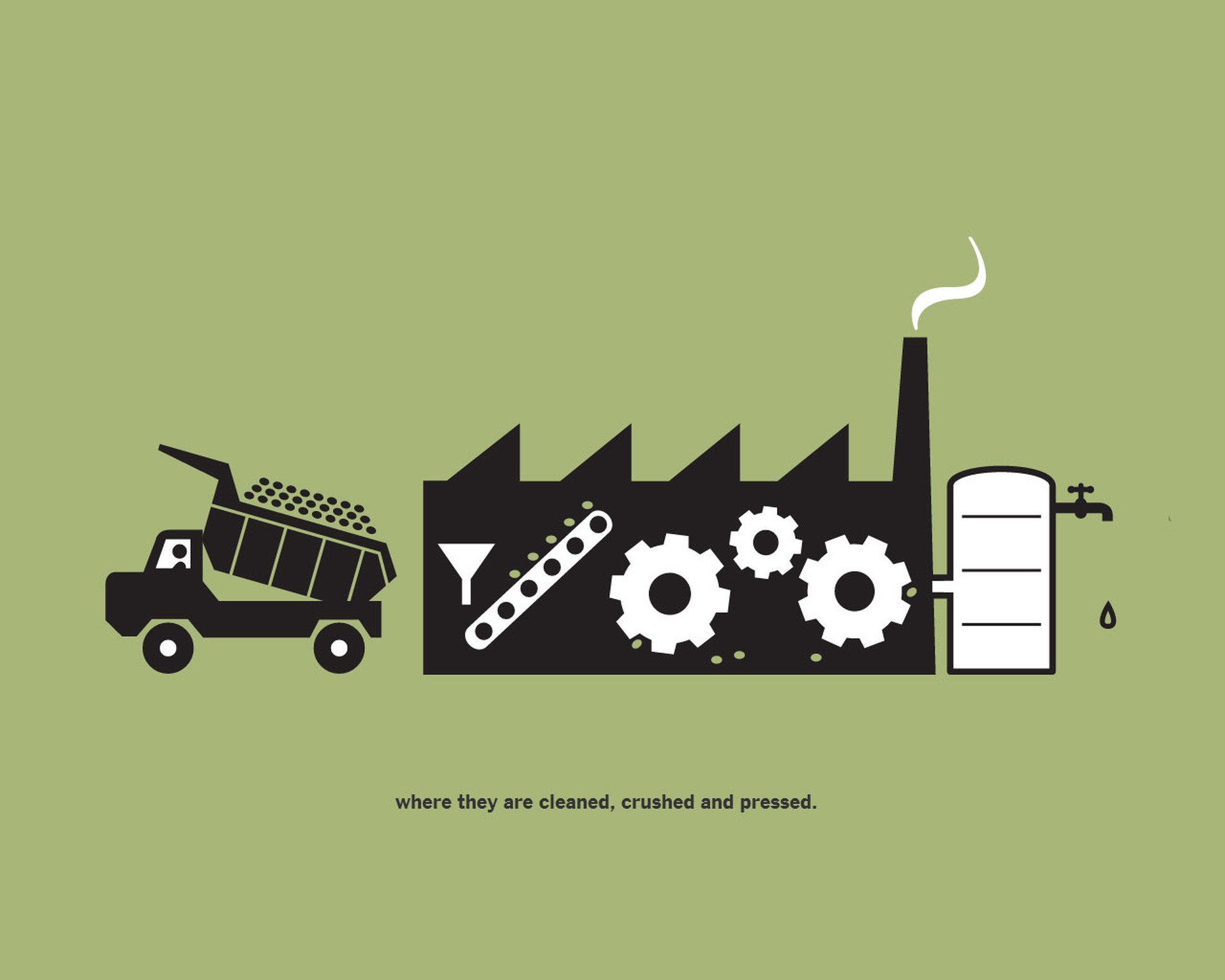 La storia dell'olio extravergine di oliva sul New York Times