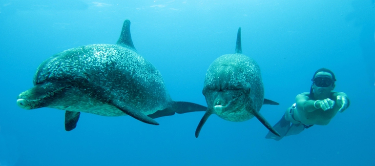 Mike Maric durante una delle sue esperienze acquatiche coi delfini © Mike Maric/Green Media Lab