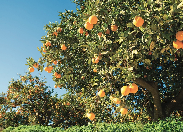 agricoltura biologica alce nero