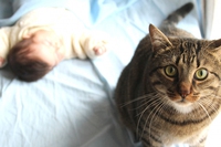 Gatti e gravidanza, ecco cosa sapere sulla toxoplasmosi