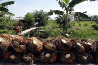 Indonesia, condannati contadini accusati di aver rubato frutti dalla loro terra