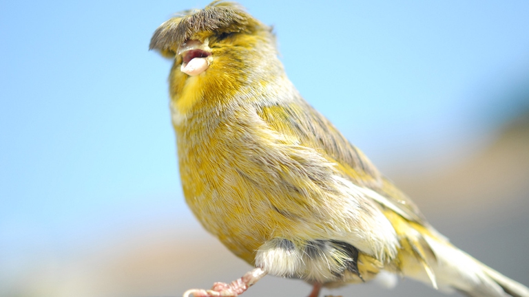 Un canarino di razza lancashire. ©jbuphotography