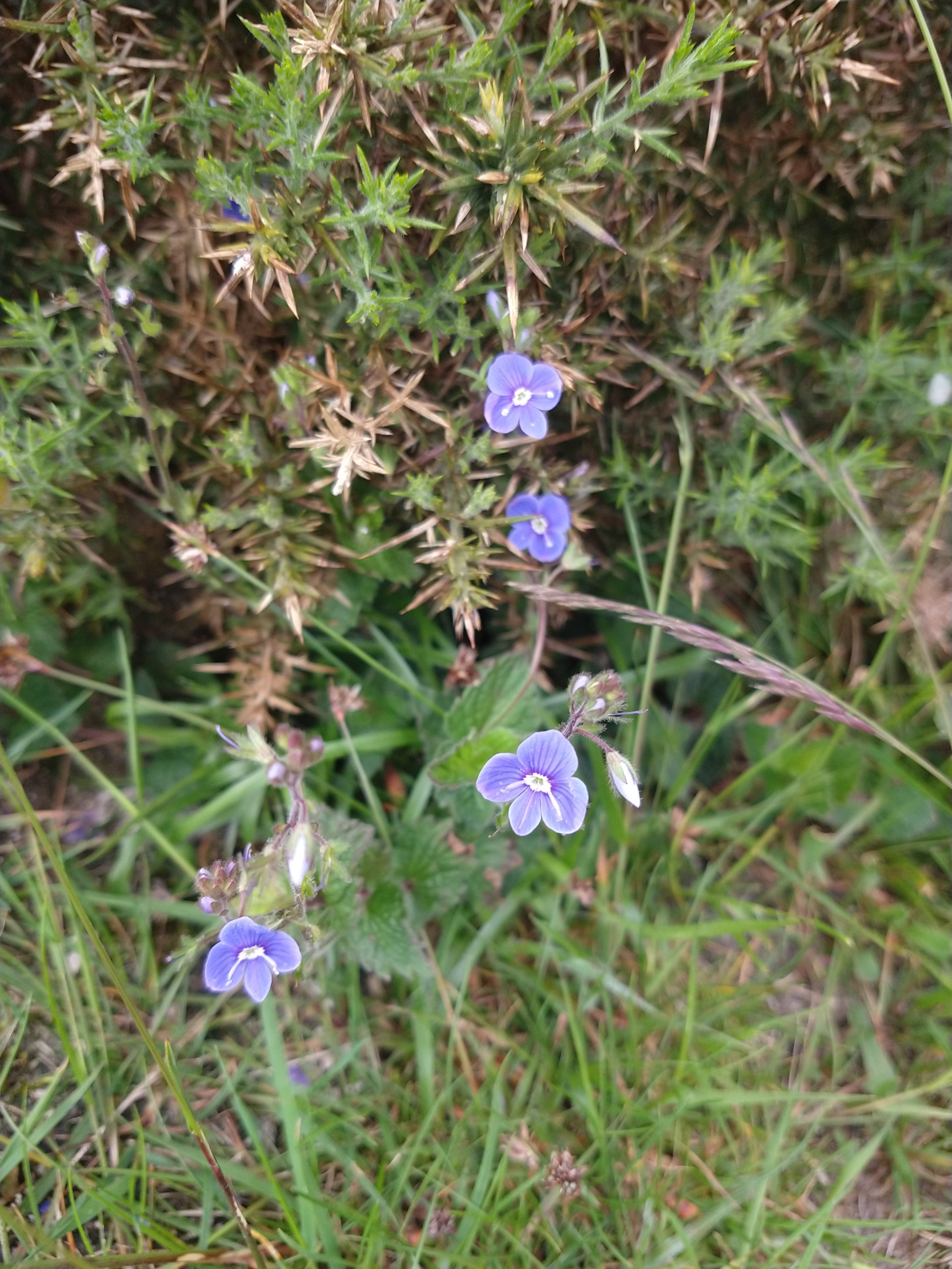 Wildlife Surveys in the Mournes