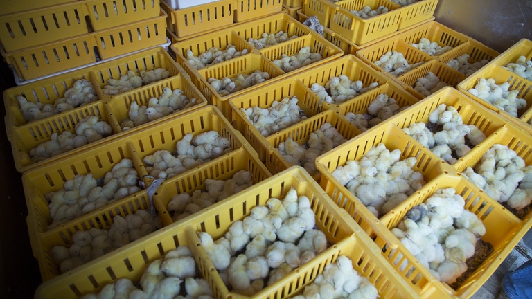 Pulcini in un allevamento