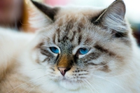 Ragamuffin, il gatto più affettuoso del mondo