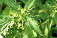 Piante selvatiche : spontaneamente buone