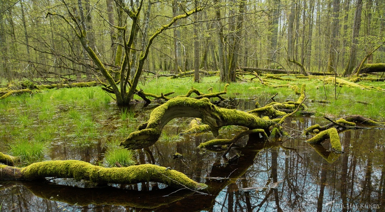 L'antica foresta di Bialowieza