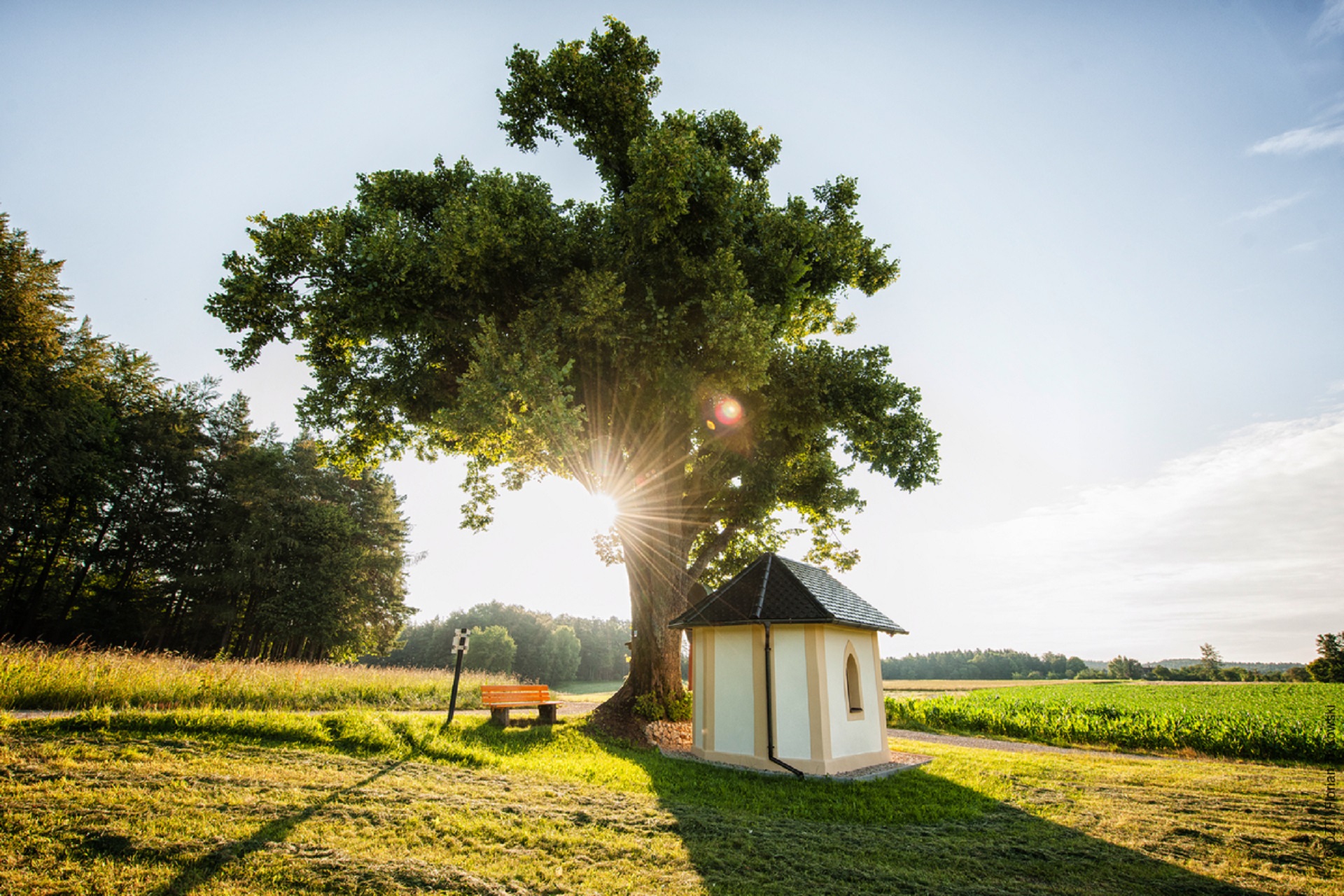 Dove camminare nel verde in Germania