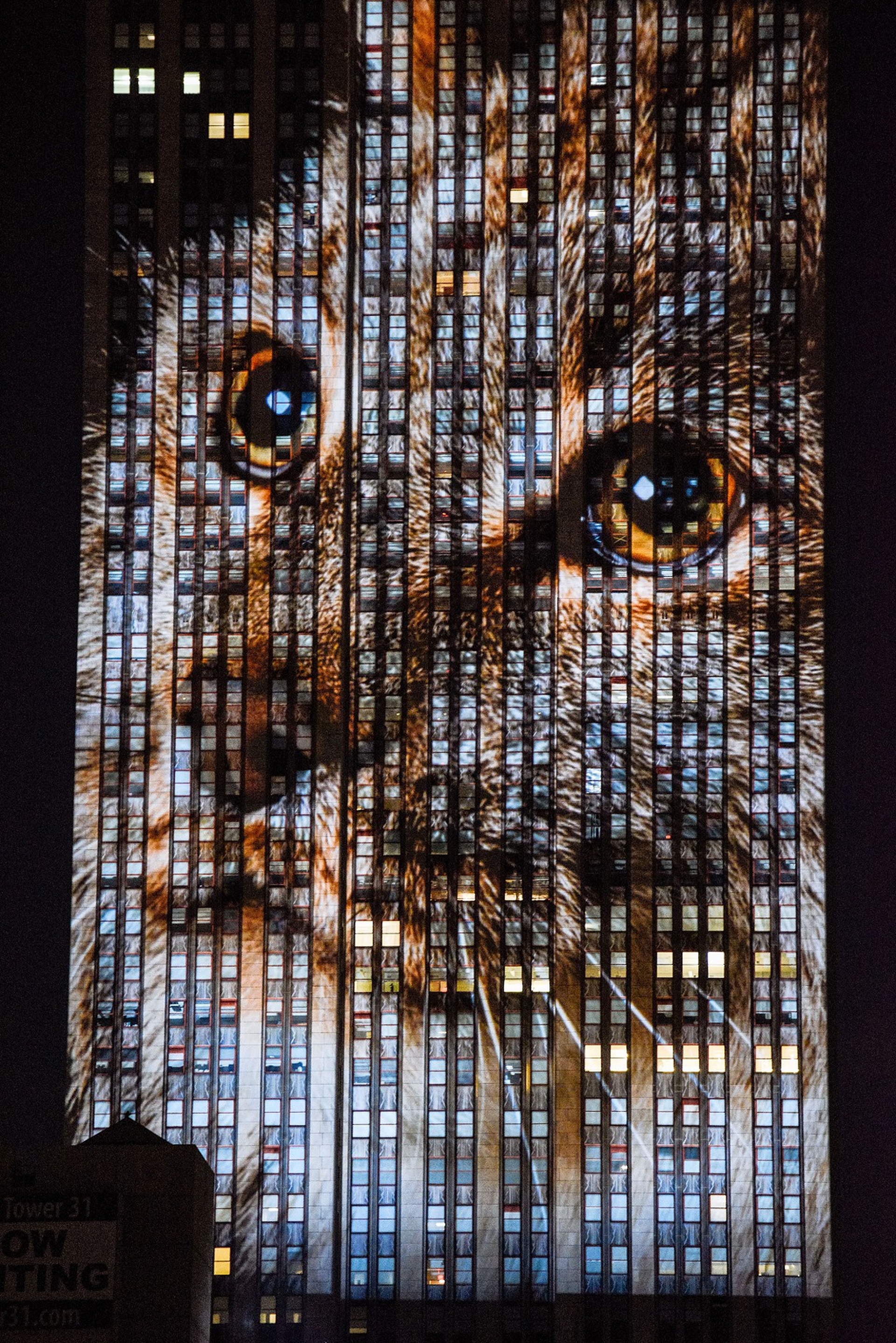 lince proiettata su Empire State Building