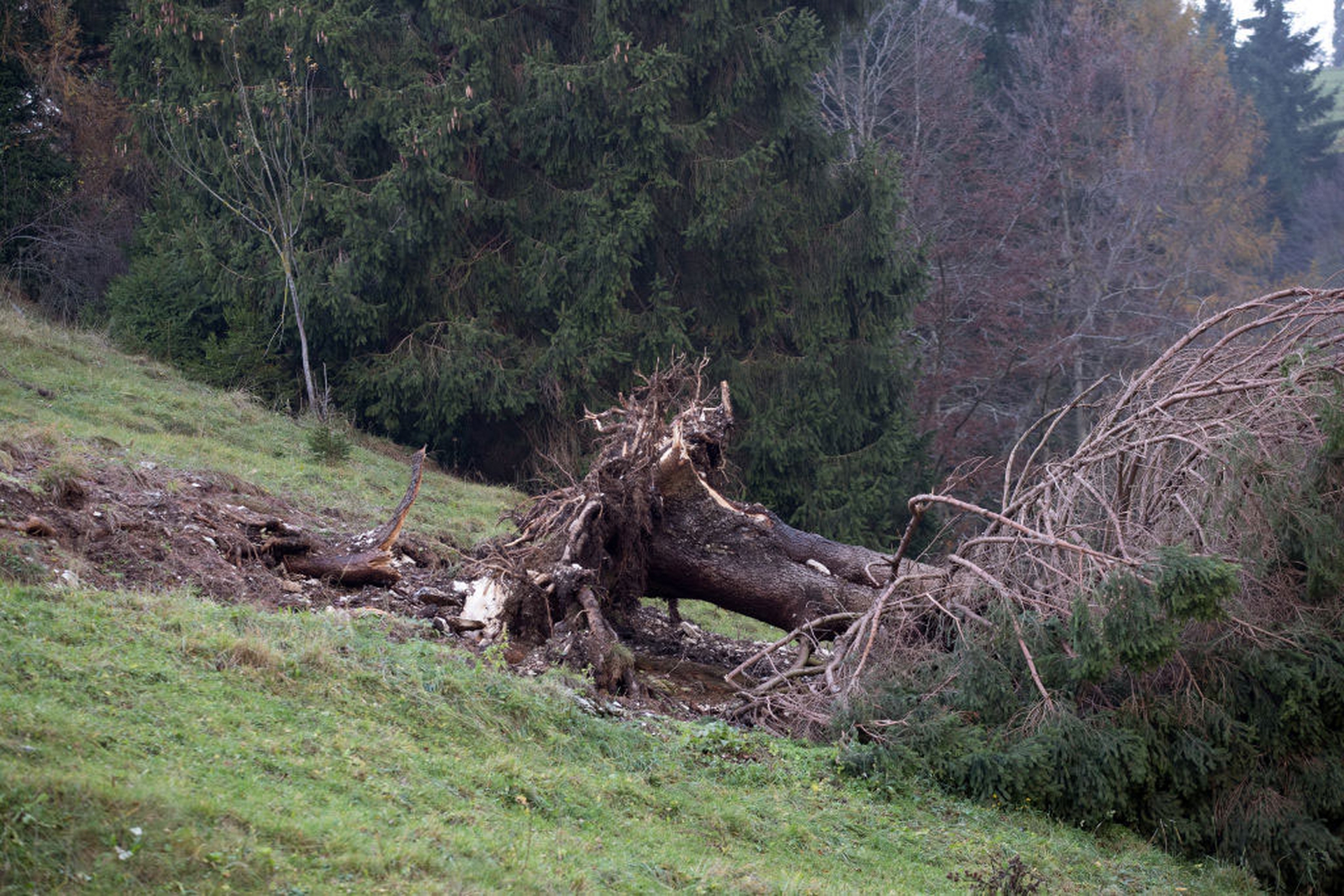 La devastazione nell'altopiano di Asiago