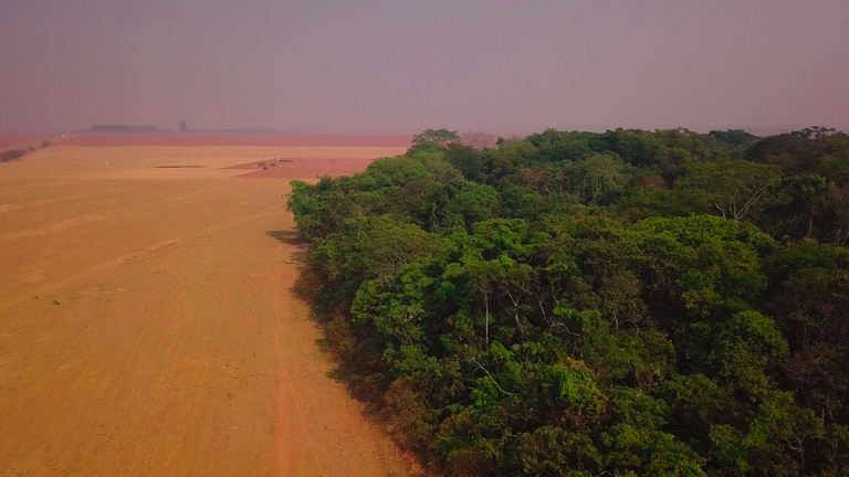 Deforestazione causata da allevamenti e colture di soia