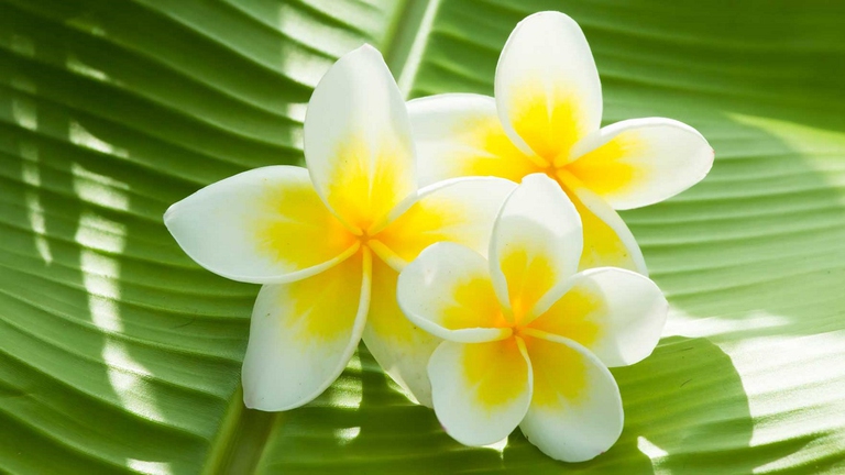 frangipani flower bali