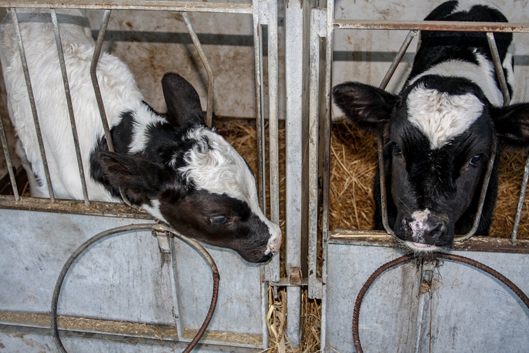 Vitelli segregati in un allevamento intensivo