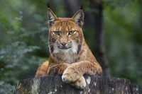 Alla scoperta della lince