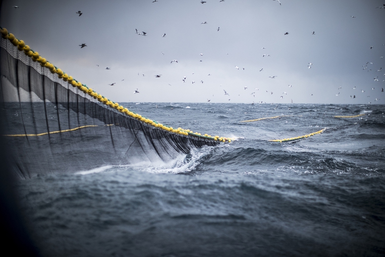 Pesca: migliora la situazione in Europa, ma servono ancora sforzi - LifeGate