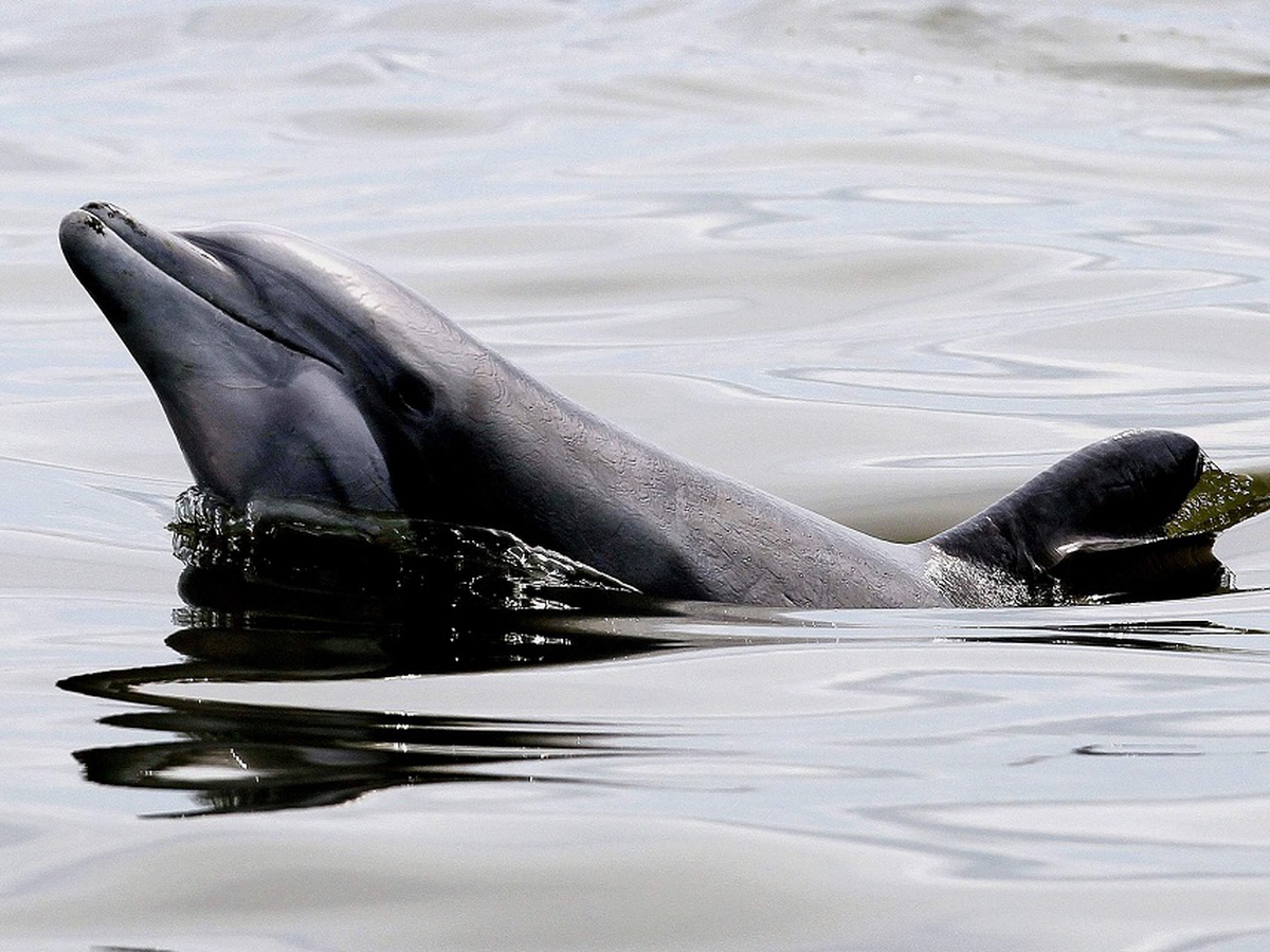 Nel Golfo Del Messico Il Petrolio Sta Uccidendo Centinaia Di Piccoli Delfini