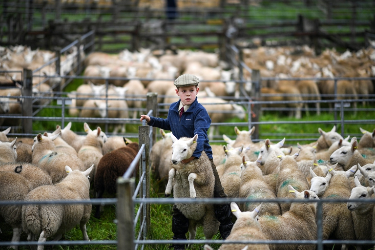 brexit and environment, sheep farming, scotand