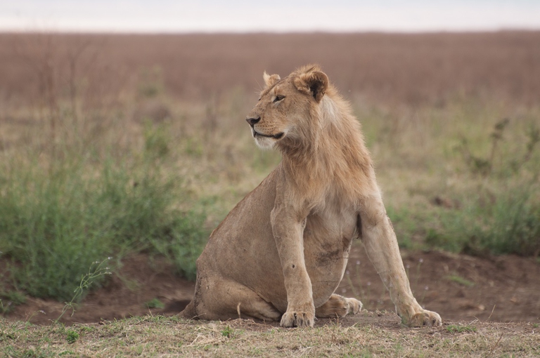Leonessa gravida nella savana della Tanzania