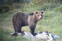 Finisce la fuga per la libertà dell’orso M49, è stato catturato in Trentino