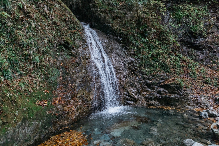 shinrin-yoku forest therapy giappone boschi bagno foresta
