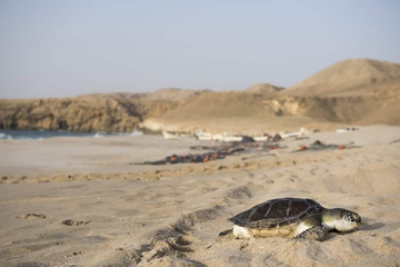 Ras Al Jinz tartarughe