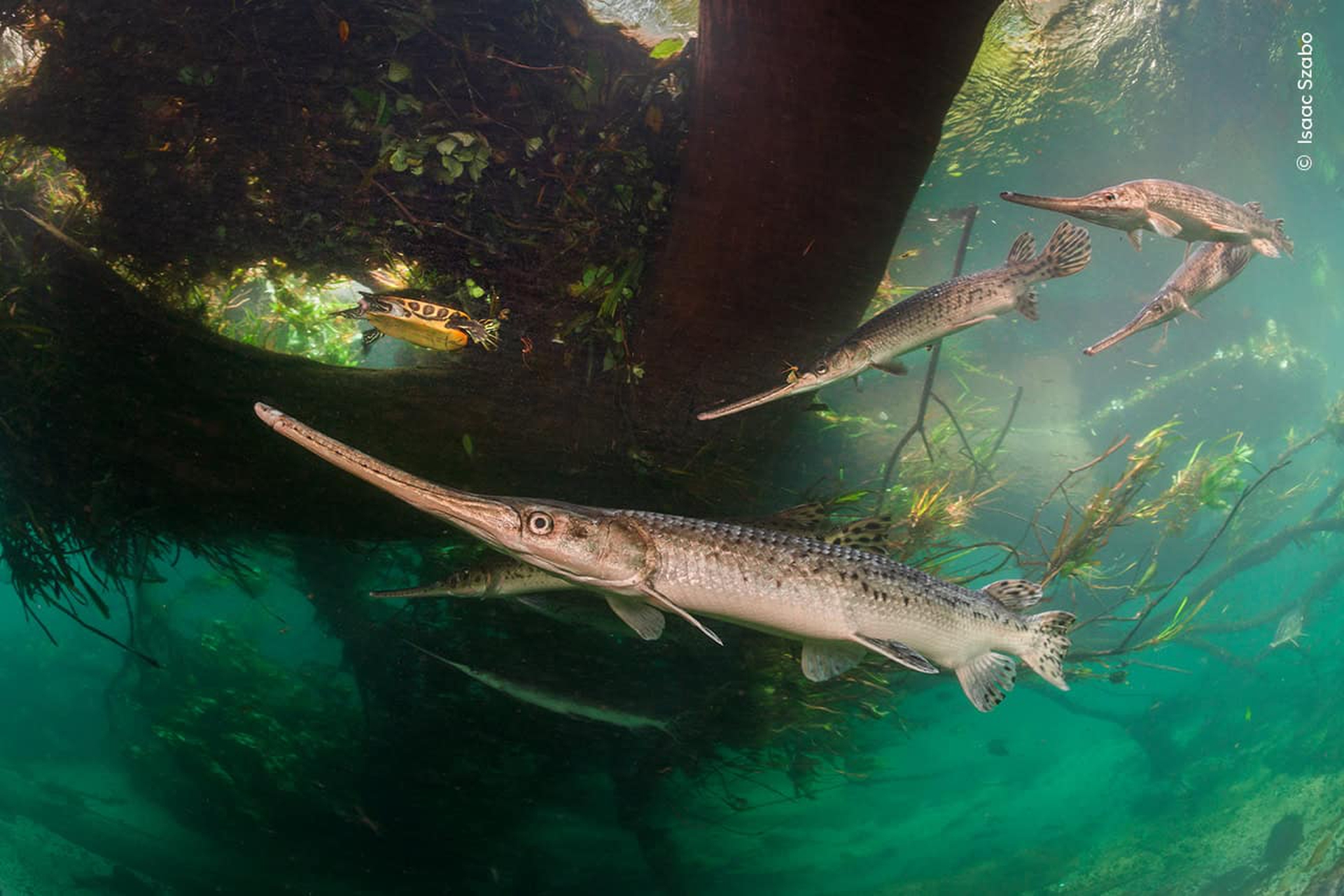 Fragile fiume di vita, Isaac Szabo, Menzione d’Onore, Le zone umide - la visione d’insieme © Isaac Szabo, Wildlife Photographer of the Year