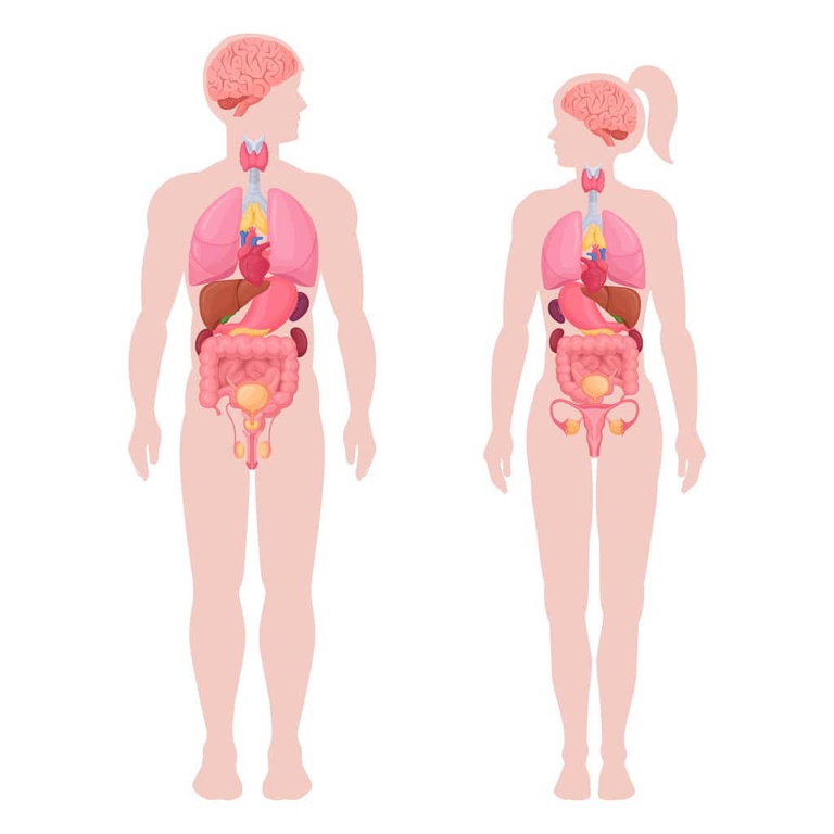 Metabolismo uomo e donna