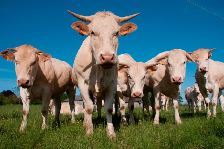 La-fattoria-delle-mosche-2