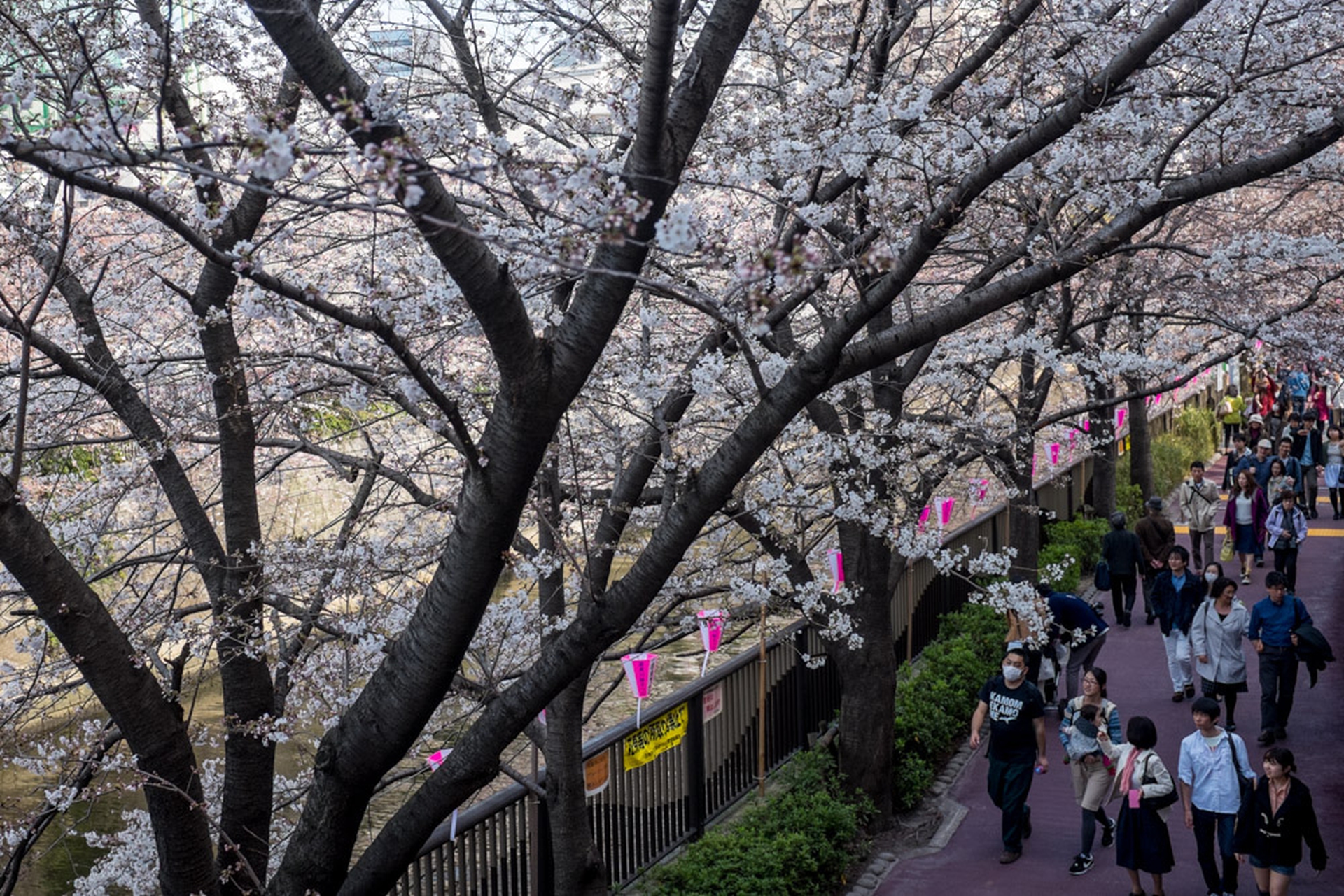 Hanami celebration of the blossoming of cherry trees