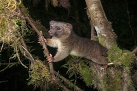 Dieci nuovi animali scoperti nel 2014