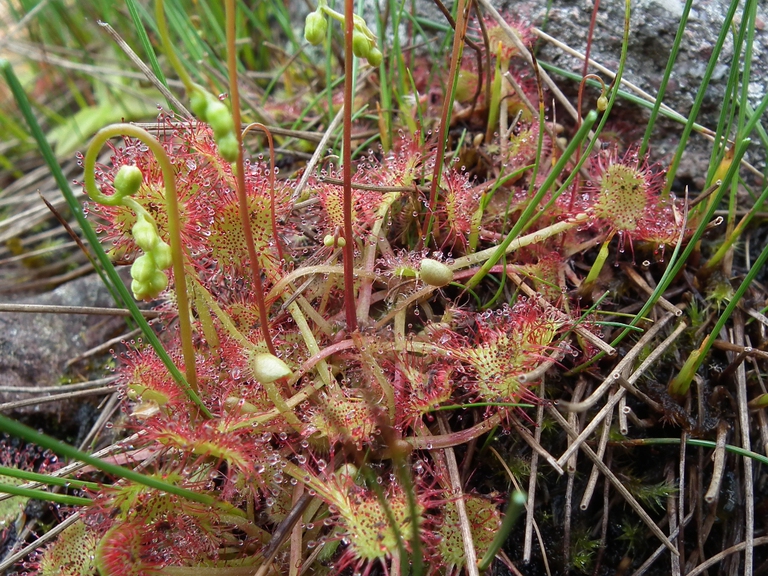 Drosera rotundifolia  Val Sanguigno foto Pierino Bigoni (1)