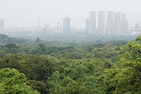 India, la Corte suprema ferma l’abbattimento degli alberi dell’ultimo polmone verde di Mumbai