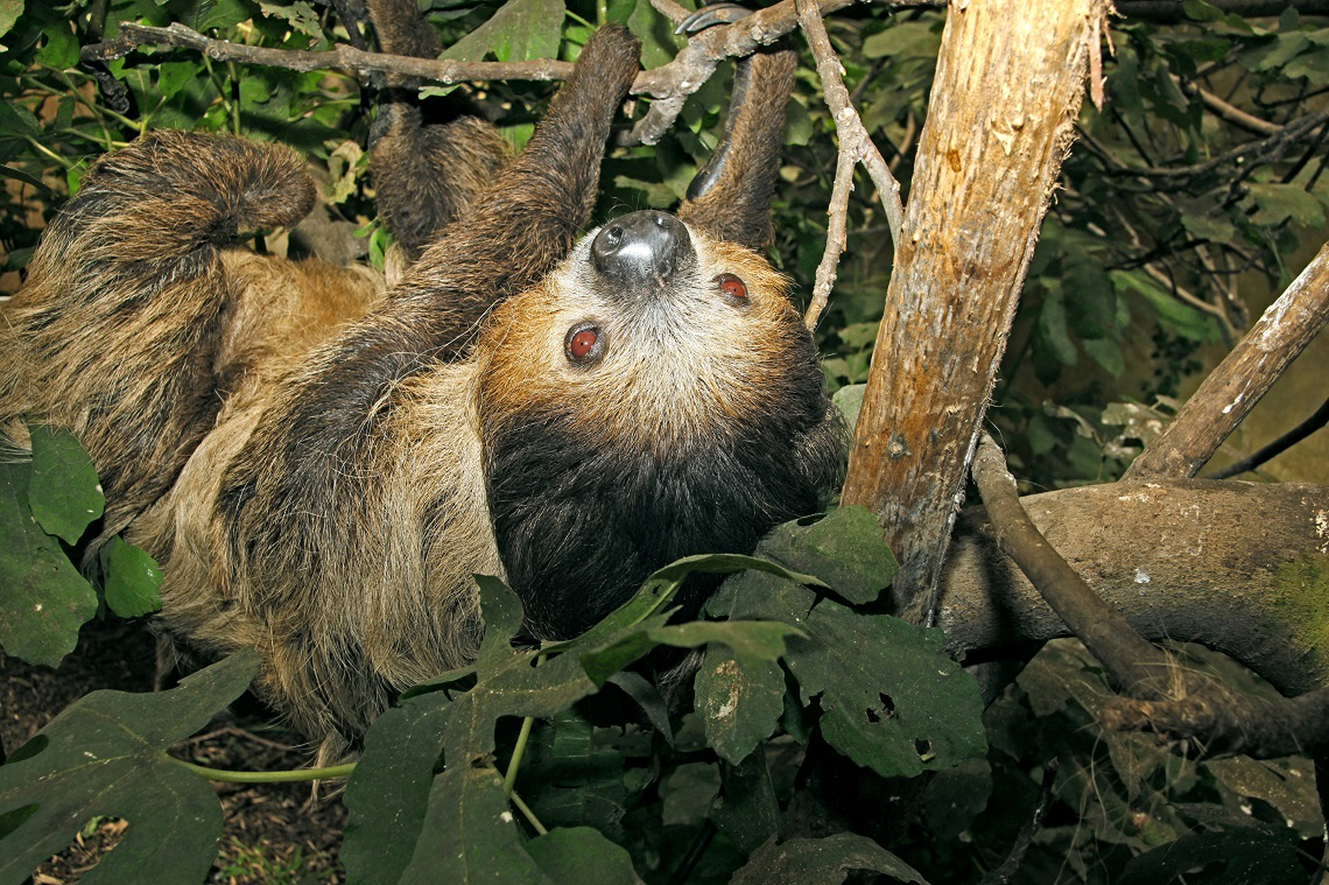 two-toed sloth