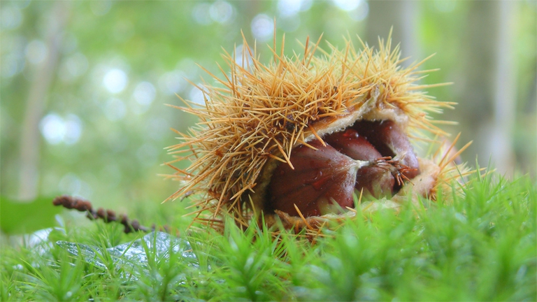 castagne-raccolta