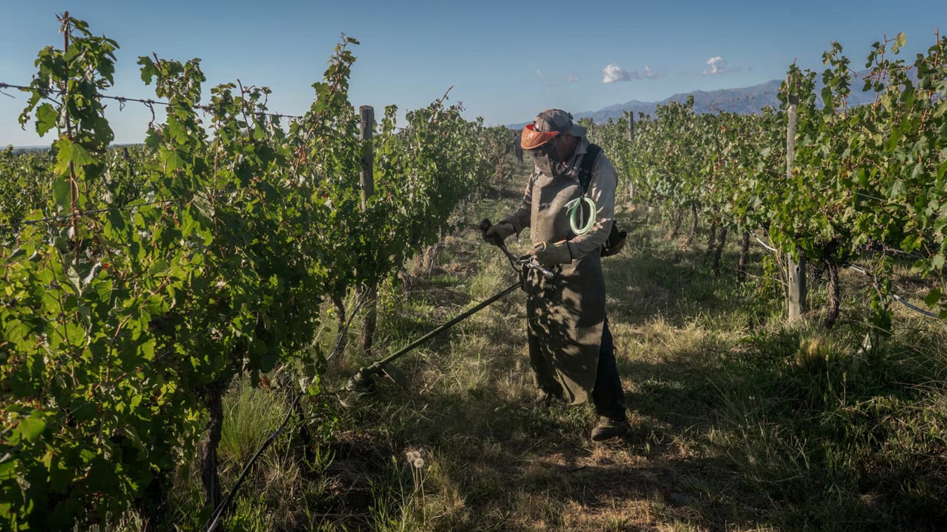 Vino y cambio climatico en Argentina
