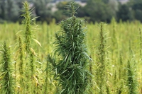 Trump legalizza la canapa: la cannabis è sempre più accettata