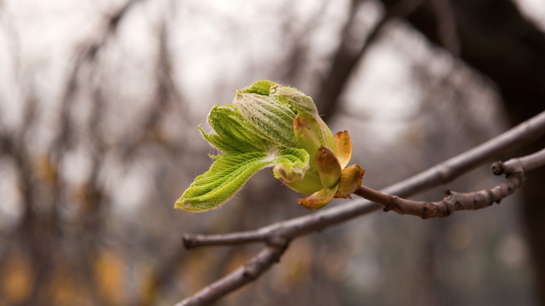 white chestnut bud
