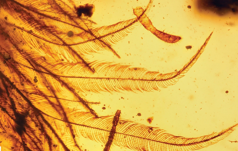 Penne fossili di dinosauro