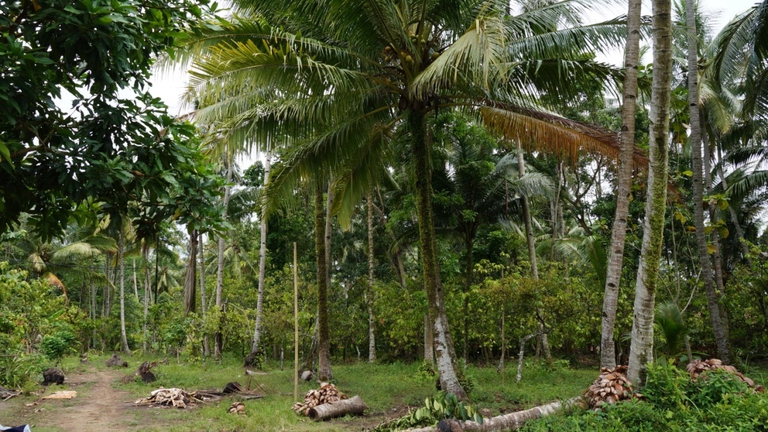 agricultural waste-biomass