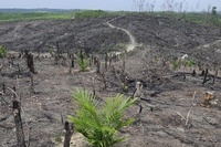 DiCaprio denounces the uncontrolled spread of oil palm plantations in Indonesia