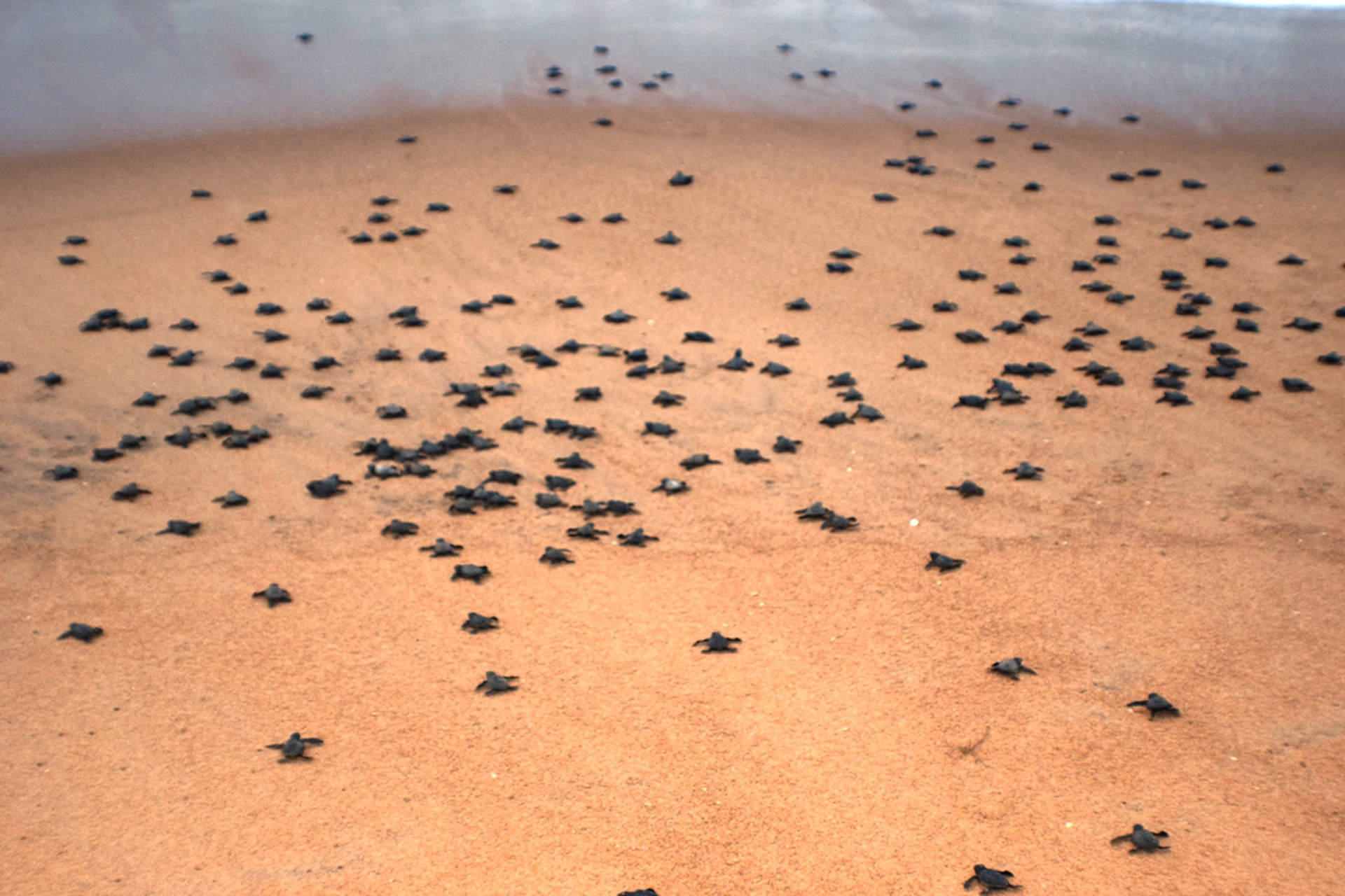 Turtles-Hatchlings-India-Gallery-08